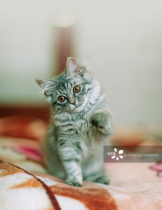 充满好奇心伸出爪子的快乐灰色小猫图片素材