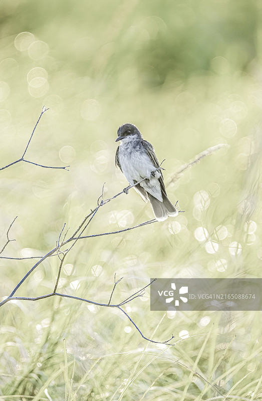 阳光下栖息的东部王鹟图片素材