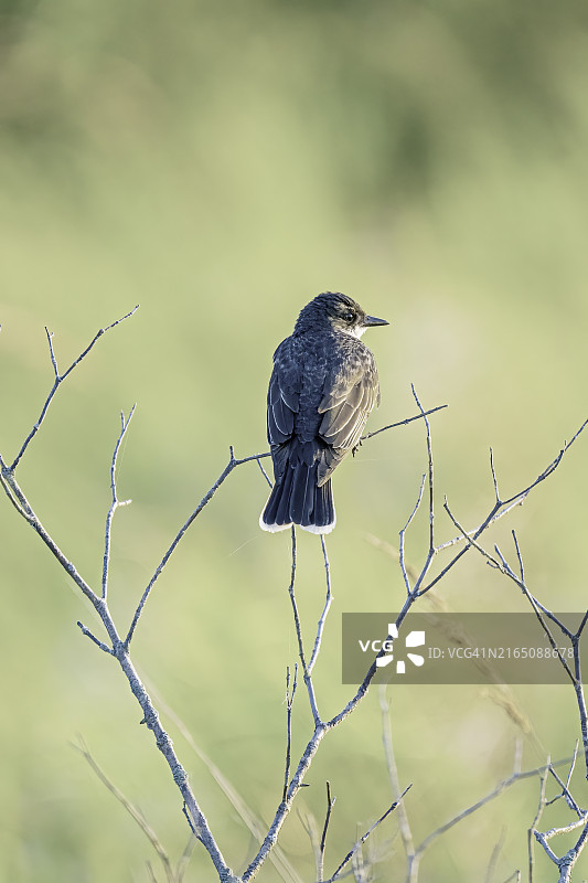 阳光下栖息的东部王鹟图片素材