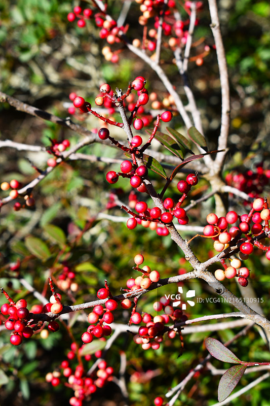 西班牙加的斯松树林中的冬青灌木图片素材