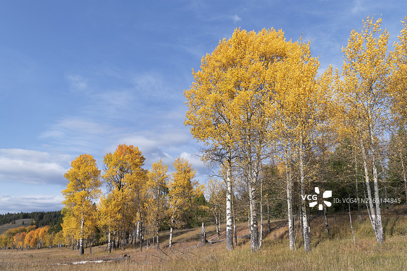 大提顿国家公园的白杨树图片素材
