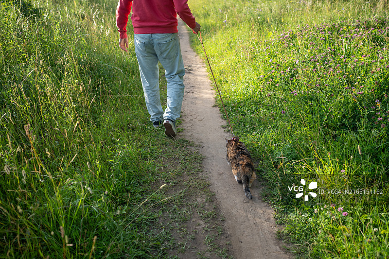 男人牵着家猫夏天首次户外散步图片素材