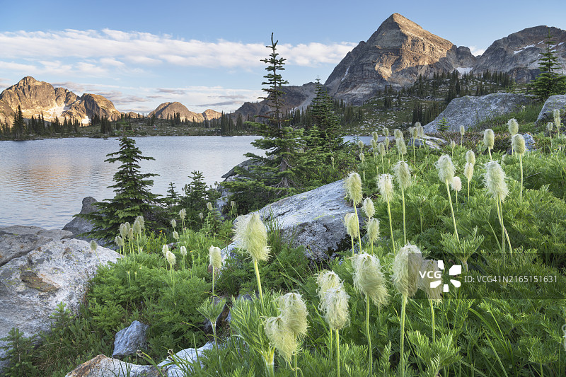 瓦尔哈拉省立公园的西部白头翁花图片素材