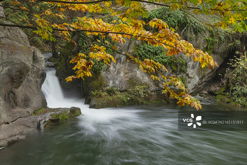 沃特科姆小溪的秋叶图片素材