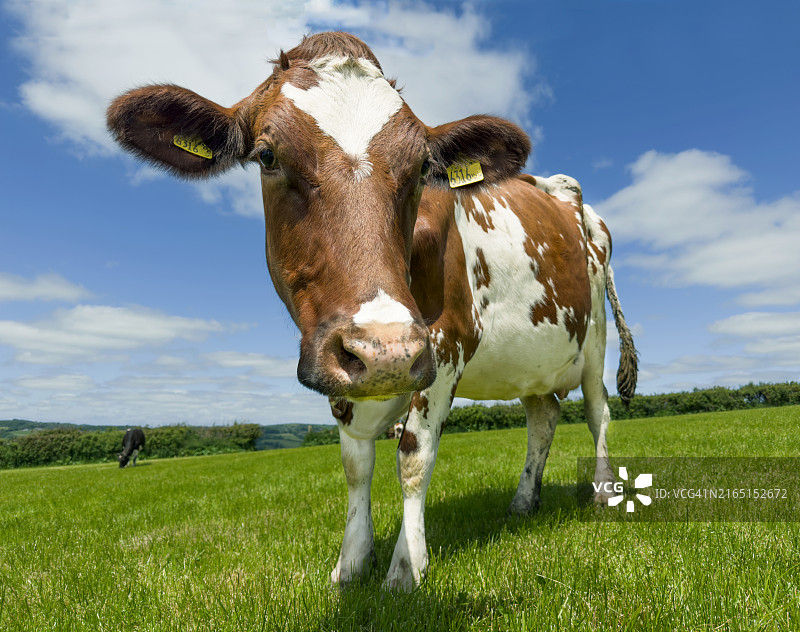 看着镜头的根西岛乳牛图片素材