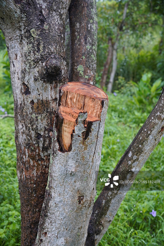 锯大树图片素材