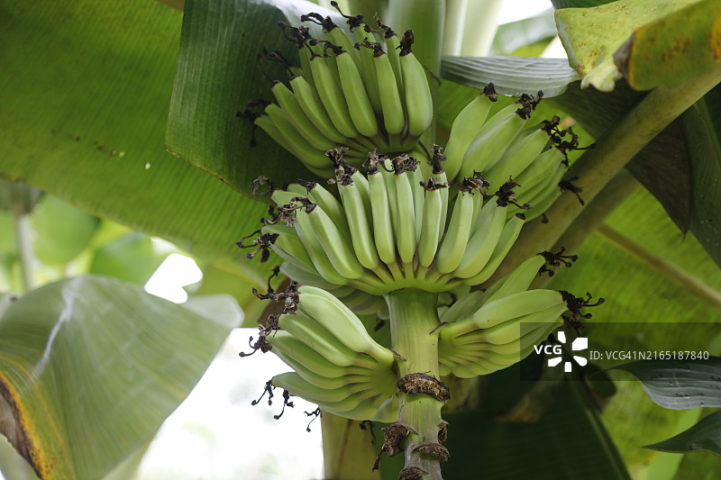 手指香蕉图片素材