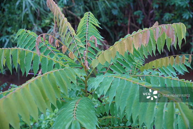 油甘子树图片素材
