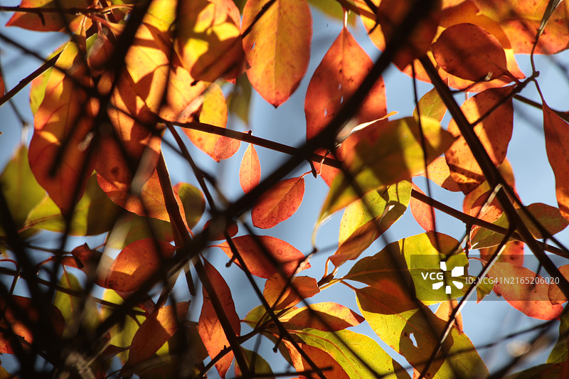 透过树枝看到的秋叶图片素材