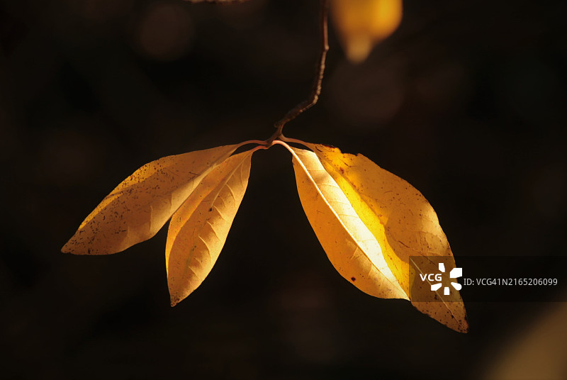 金色树叶图片素材