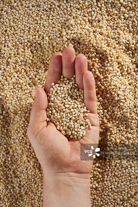 手掌中的高粱图片素材