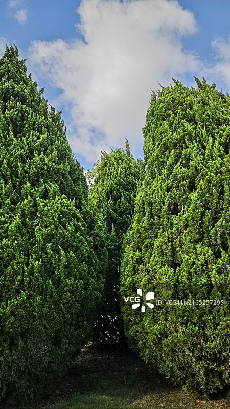 蓝天下的绿柏树图片素材