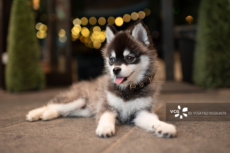 有着异色瞳的哈士奇幼犬图片素材