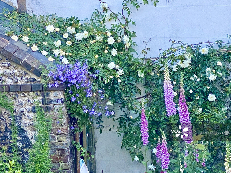 英格兰乡村的村舍花园，古老的石制谷仓和美丽的鲜花。粉红色的毛地黄、白色蔓生玫瑰和紫色风铃草在2024年5月盛开图片素材