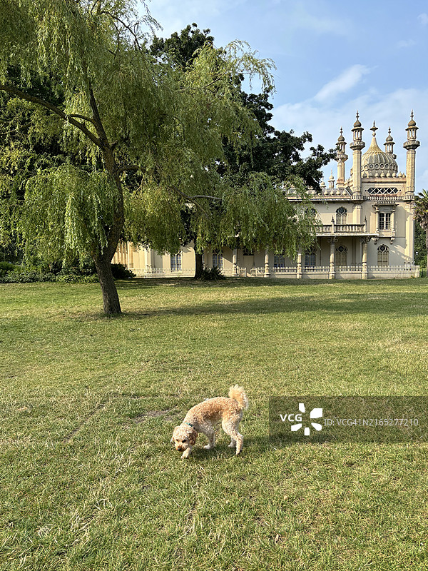 在布莱顿皇家馆前绿色草坪上的可爱小狗图片素材