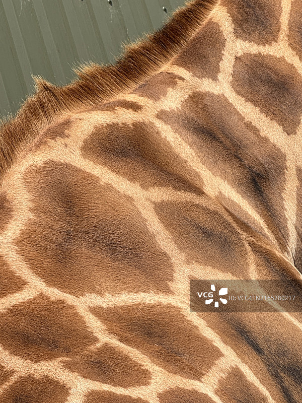 特写：长颈鹿，长颈鹿皮肤上的美丽图案。肯尼亚的野生动物皮毛图片素材