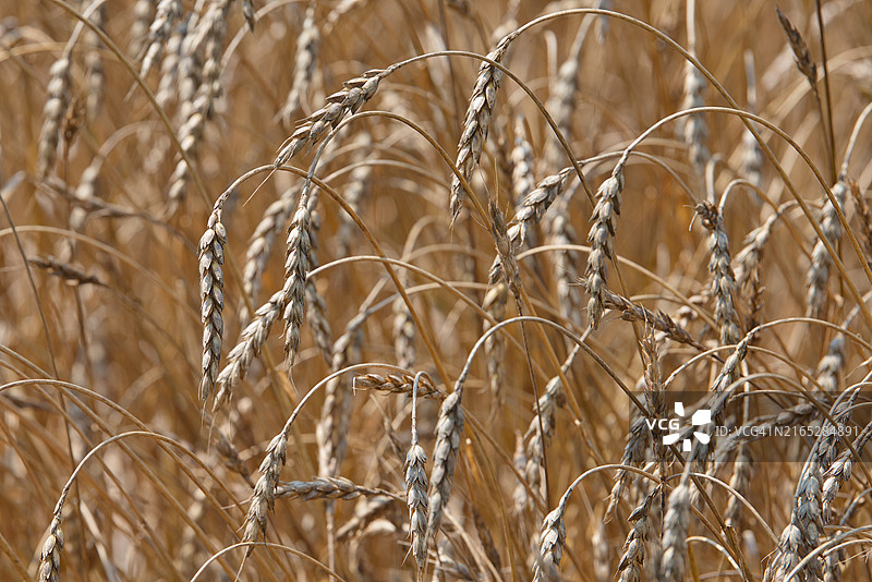 小麦农作物图片素材