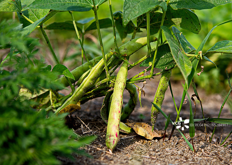 农作物 - 田豌豆照片图片素材