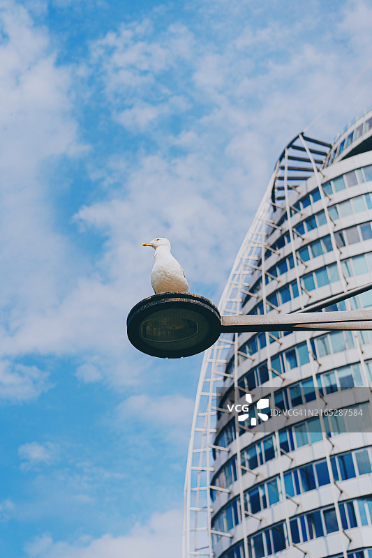 港口的海鸥图片素材
