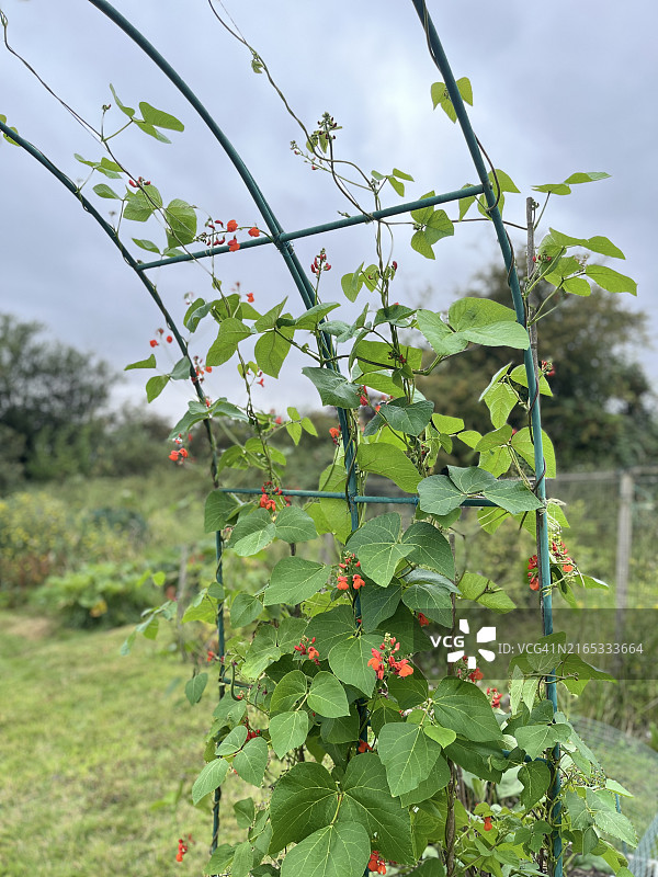拱门上的菜豆图片素材