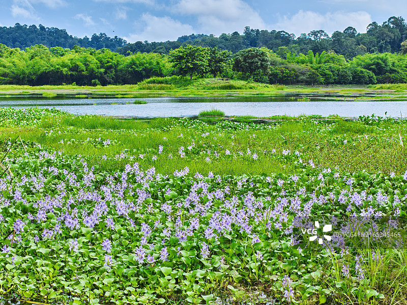 越南吉仙国家公园的鳄鱼湖图片素材