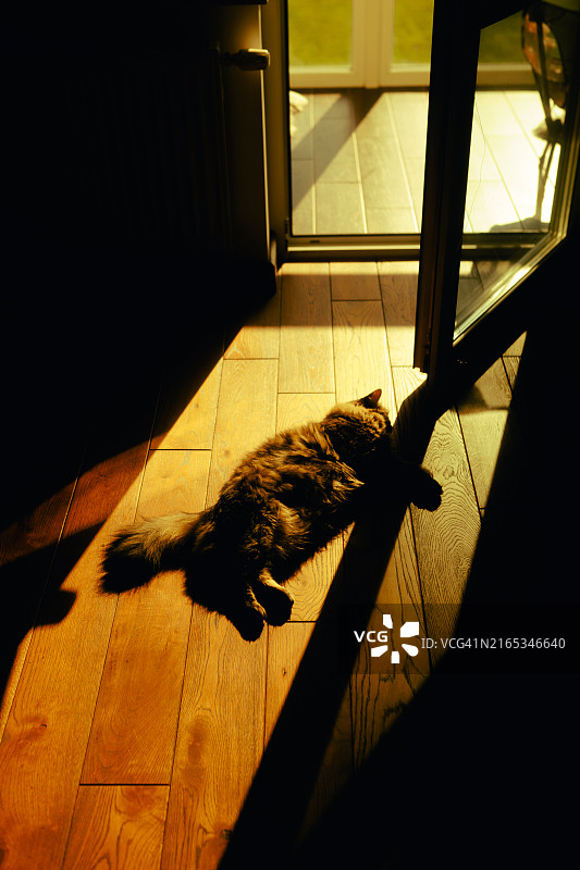 阳光下躺在地板上的蓬松猫咪图片素材