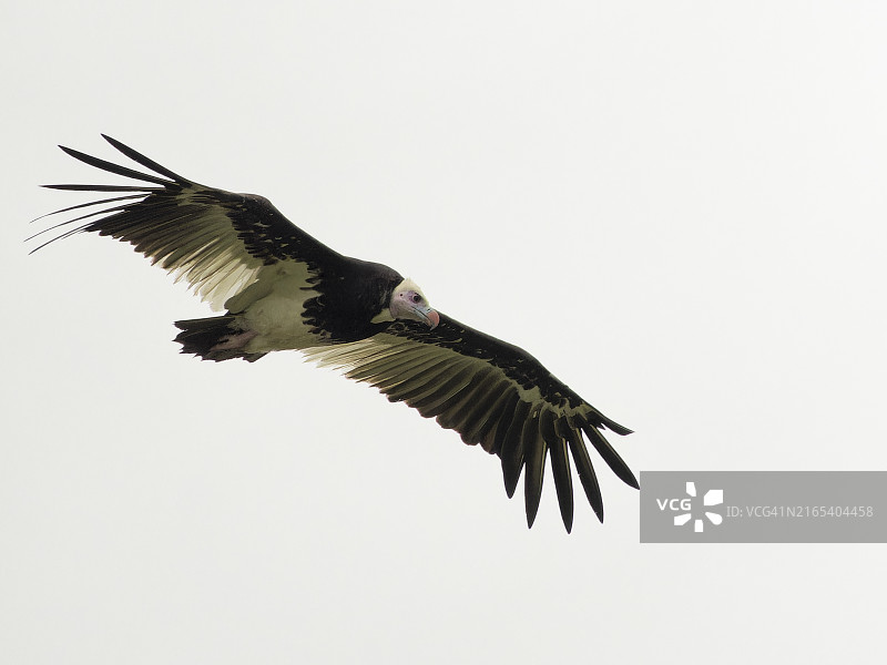 白头秃鹫图片素材