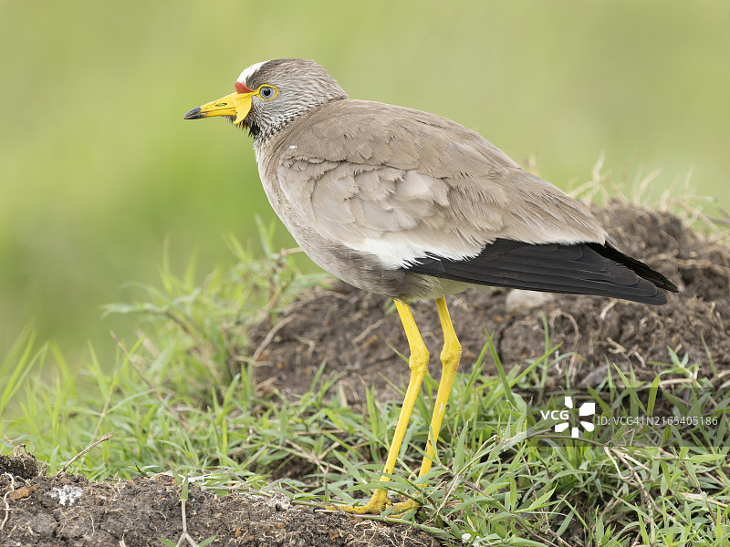 非洲肉垂麦鸡图片素材