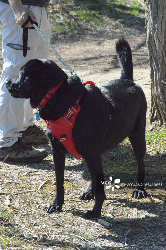 2岁的混血黑色拉布拉多犬图片素材