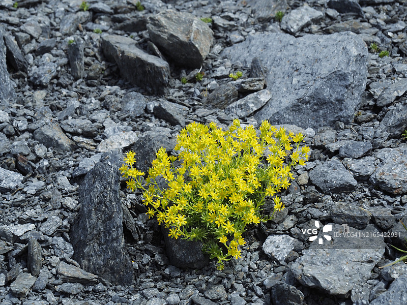 黄花虎耳草开花图片素材