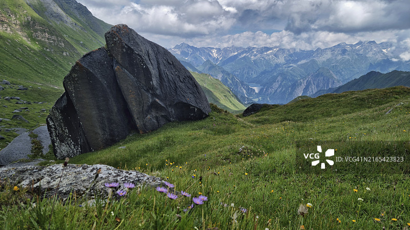 卢克马尼耶山口（Passo del Lucomagno）附近加纳内格拉山口盛开的高山紫菀图片素材