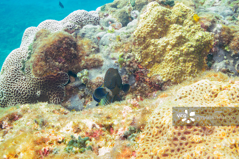 美丽的孔雀石斑鱼、人字蝶鱼、天蓝雀鲷等图片素材