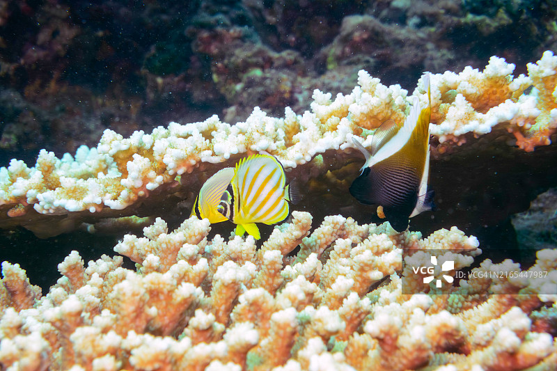 可爱的角蝶鱼、华丽蝴蝶鱼、月纹蝴蝶鱼、线纹蝴蝶鱼与桌面珊瑚图片素材