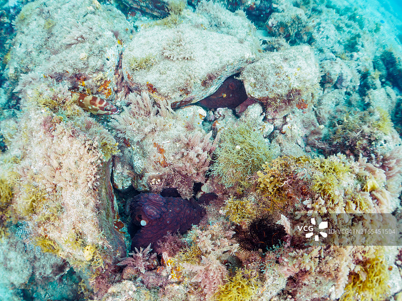 一对美丽的大蓝色章鱼(章鱼蓝藻)躲在岩石之间。雄性向雌性伸出手臂，递给她一个精子囊进行。图片素材