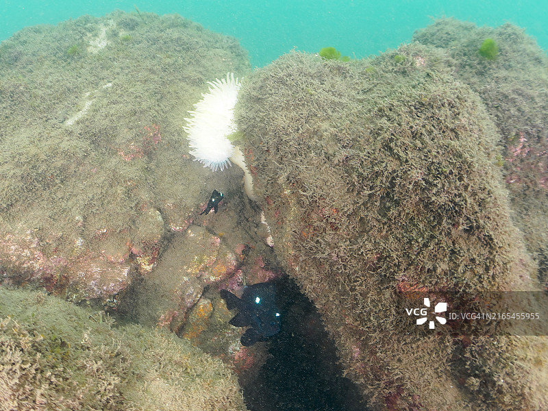 美丽海葵中的可爱三斑圆雀鲷幼鱼图片素材