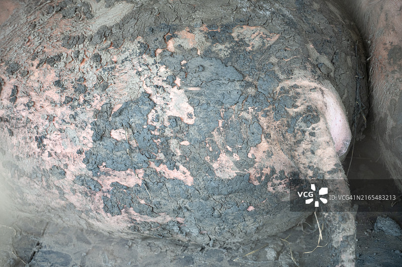 浑身是泥的白化水牛图片素材