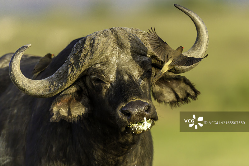 马赛马拉非洲水牛上的红嘴牛椋鸟图片素材