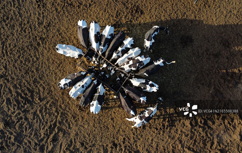 环形牛群进食场景图片素材