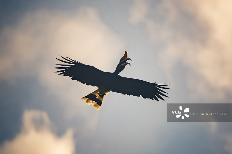 飞行犀鸟剪影图片素材