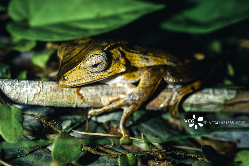 普通树蛙图片素材