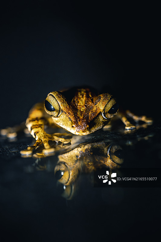 普通树蛙底部带倒影图片素材