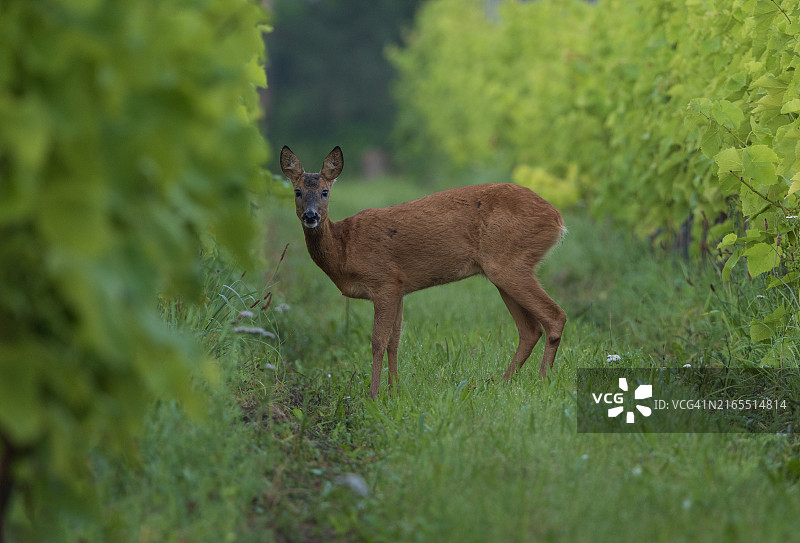 狍图片素材