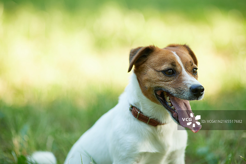 杰克罗素梗犬在绿意盎然的公园里享受温暖的阳光图片素材