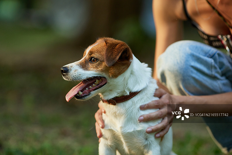 在公园里，主人牵着狗，狗在密切注视着另一只动物图片素材