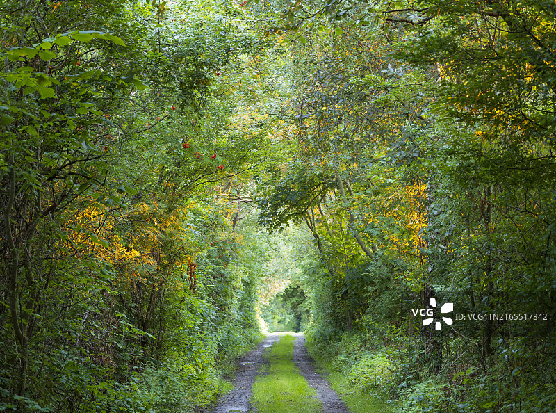 乡村小路图片素材