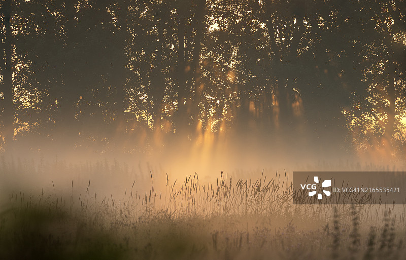 田野上弥漫的薄雾图片素材