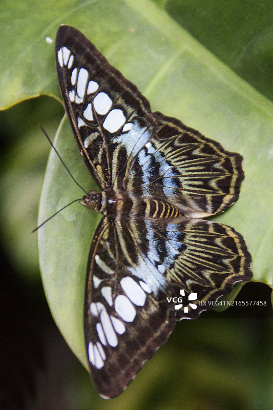 剪纹蝶图片素材