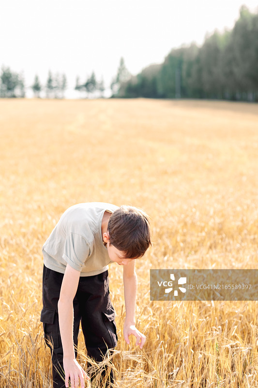 12岁男孩在田野里捡麦穗，金色田野中的乡村童年图片素材
