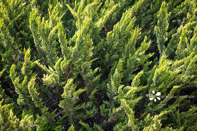 刺柏树茂密树叶的特写图片素材