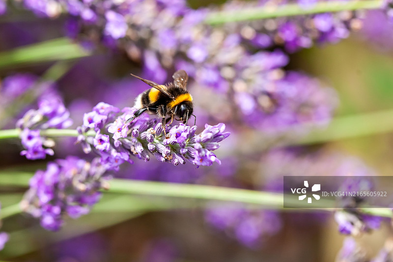 薰衣草与大黄蜂图片素材